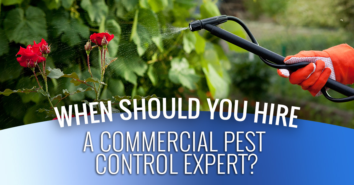Commercial Pest Control When to Hire a Professional Exterminator