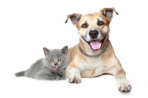 house call veterinary services in Los Angeles