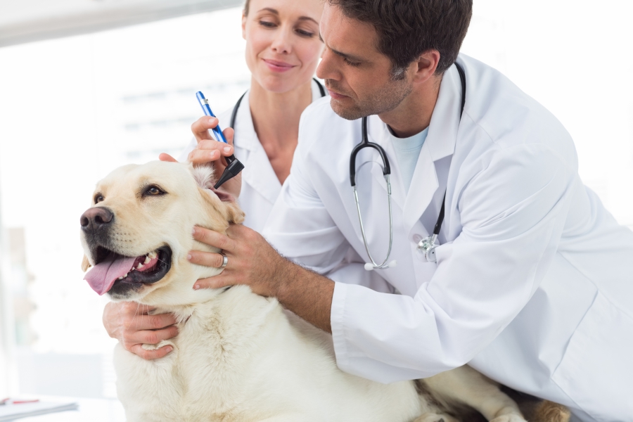 Emergency Vet Near Me Los Angeles | Emergency Vet CA ...