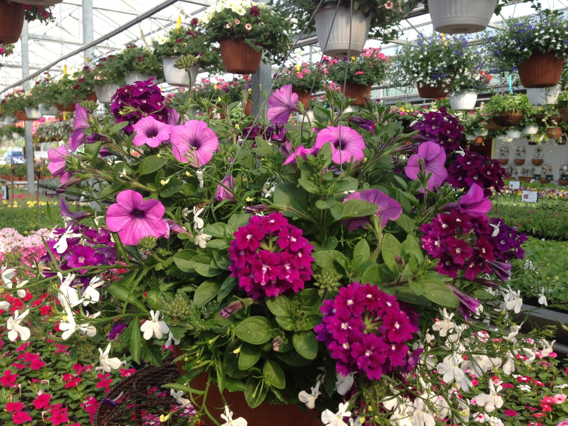 Galleries View Images Of Our Saginaw Garden Center