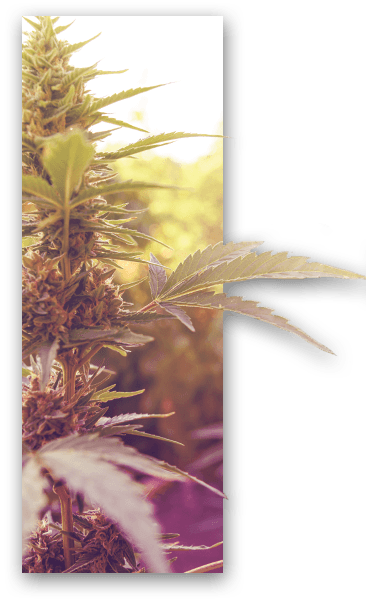 Wholesale Organic Marijuana - Order From Our Camp Verde Farm | Abundant