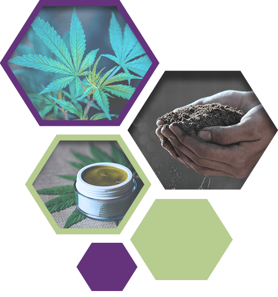 About The Grow - Read About Our Camp Verde Organic Cannabis Farm