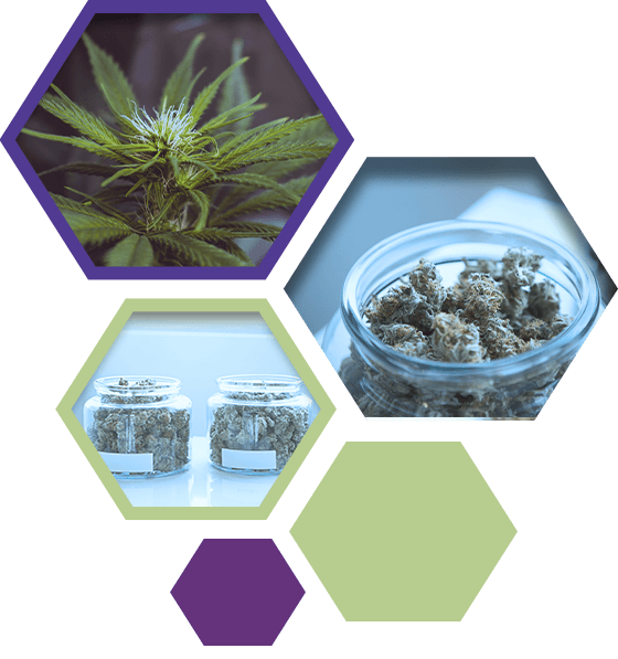 Our Organic Marijuana Strains - Check Out Our Camp Verde Flower