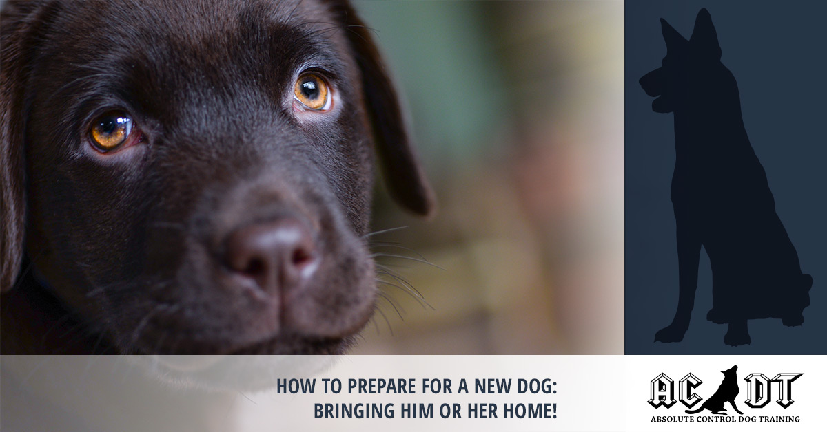how to prepare for a new puppy puppy obedience medford bringing your new puppy home how to prepare for a new puppy puppy obedience medford bringing your new puppy home
