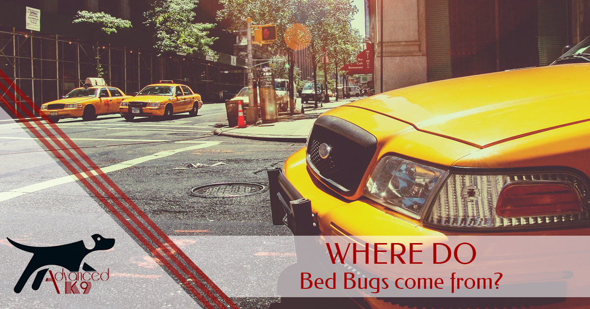 bed bug bumper