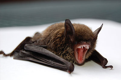 Bat Removal Services Toronto