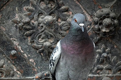 Bird Nest Removal Toronton, Wildlife Control Service