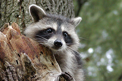 Raccoon Removal Toronton, Wildlife Control Service