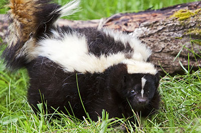 Skunk Removal Toronton, Wildlife Control Service