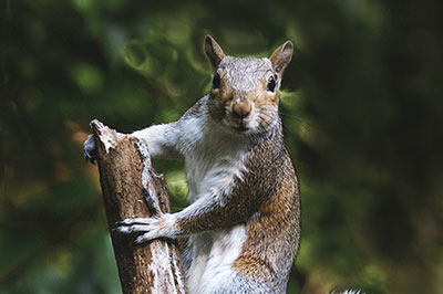 Squirrel Removal Toronton, Wildlife Control Service