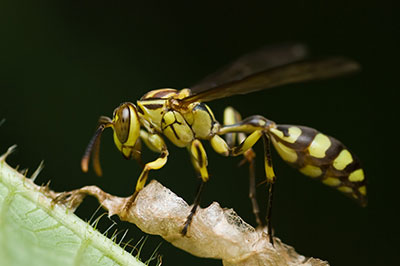 Wasp Nest Removal Toronton, Wildlife Control Service