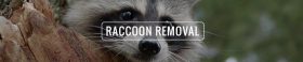Affordable Raccoon Removal, Affordable Raccoon Control, Affordable Raccoon Removal Near Yonge St Toronto Ontario