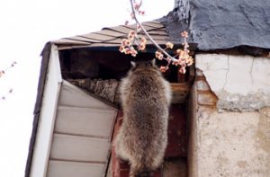 Raccoon Removal Toronto - Wild Animal Removal Service Toronto Raccoon Removal Toronto - Wild Animal Removal Service Toronto