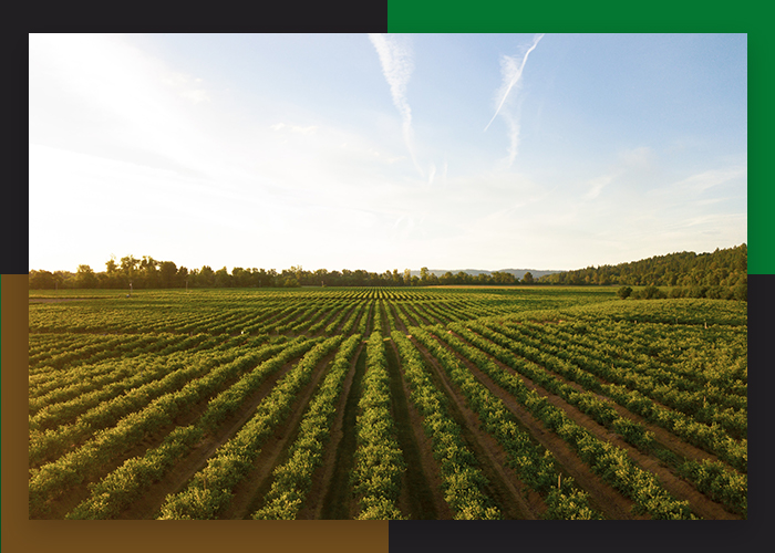 Agricultural Consulting Trust An Expert Ag Professionals