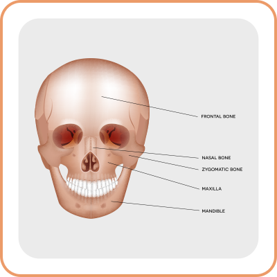 Your Facial Bone Structure Has a Big Influence on How People See