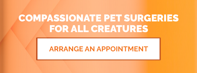 Arrange an Appointment Today