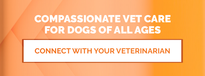Compassionate Vet Care for Dogs of All Ages