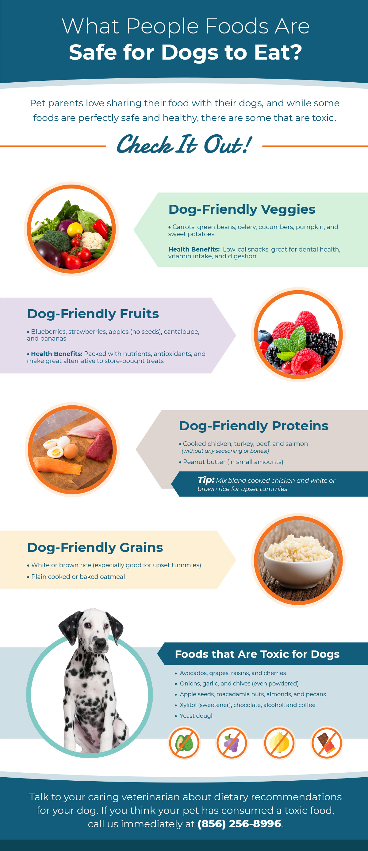 Infograph about safe foods for dogs