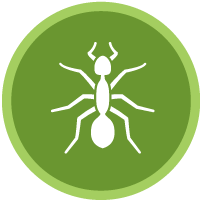 Brookfield ant control and pest management