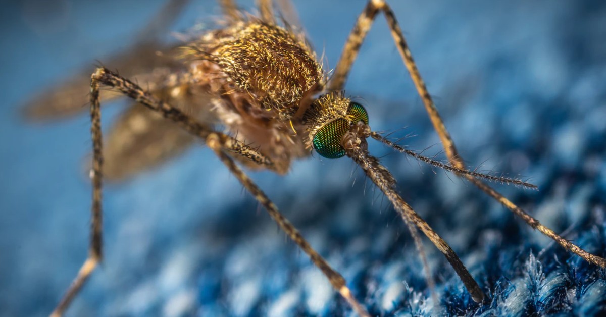 Learn about mosquitoes and get personalized pest control in Brookfield