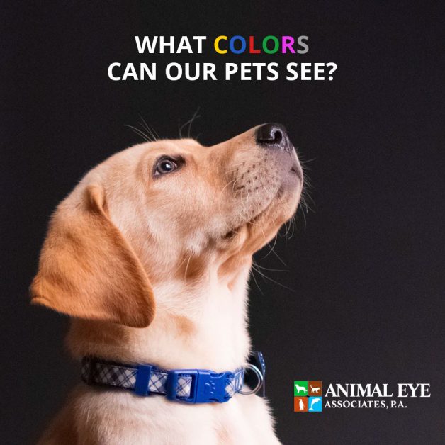 What Colors Can Our Pets See? Animal Eye Associates