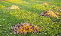 Piles of Leaves in Landscape