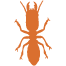 termite-solo1