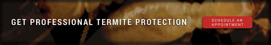 Care Free Termite We Are An Arizona Termite Company