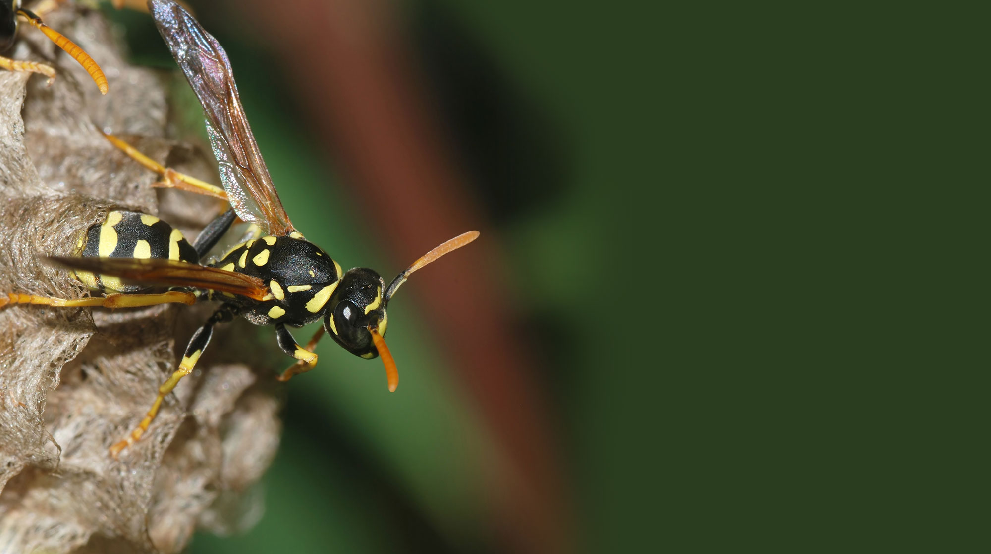 Wasp Pest Control Austin