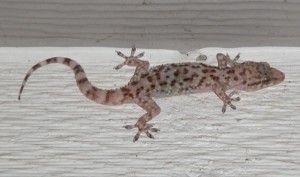 Mediterranean house gecko
