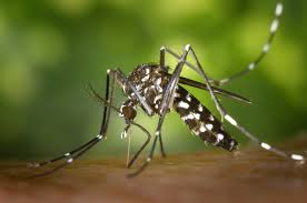 Asian Tiger Mosquito asian tiger mosquito