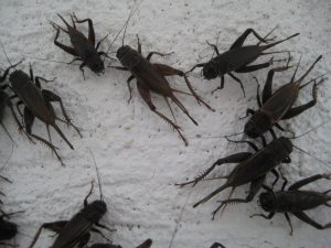 Field Crickets Aztec Organic Pest Service low toxicity