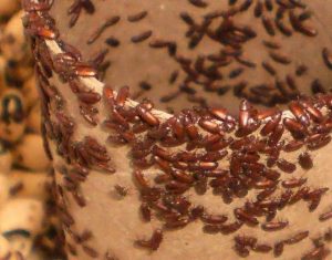 drug store beetles aztec organic pest service low toxicity
