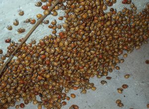 lady beetles