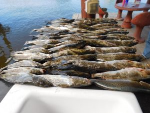 Nov. Speckled Trout Catch