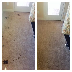 carpet cleaning san antonio pet urine