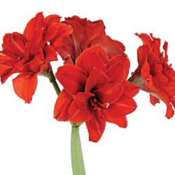 Wedding Flowers: Amaryllis