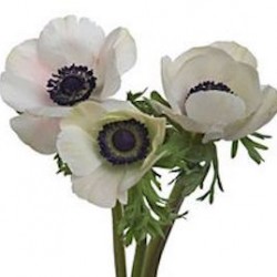 Wedding Flowers: Anemone