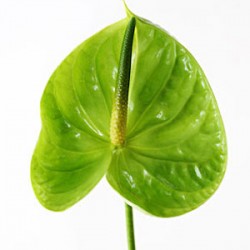 Wedding Flowers: Anthurium