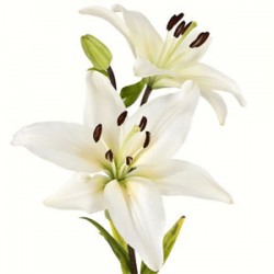 Wedding Flowers: Asiatic Lily