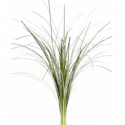 Wedding Flowers: Bear Grass