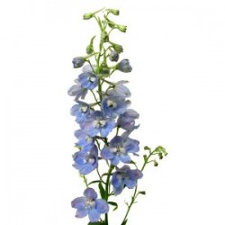 Wedding Flowers: Belladonna Delphinium