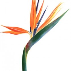 Wedding Flowers: Birds of Paradise