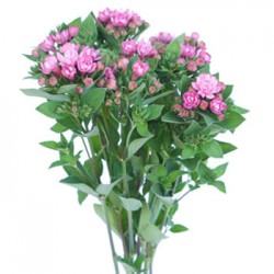 Wedding Flowers: Bouvardia