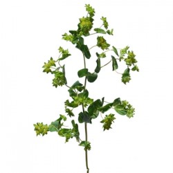 Wedding Flowers: Bupleurum