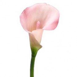 Wedding Flowers: Calla Lily