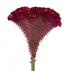 Wedding Flowers Celiosa
