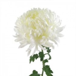 Wedding Flowers: China Mum