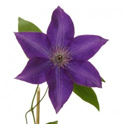 Wedding Flowers: Clematis