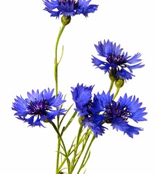 Wedding Flowers: Cornflower